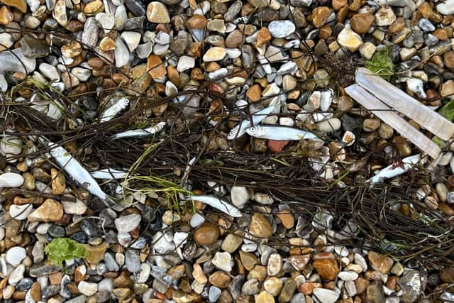 The whitebait reportedly washed ashore ‘along the whole beach’ at Bracklesham Bay. Photo: Eddie Mitchell