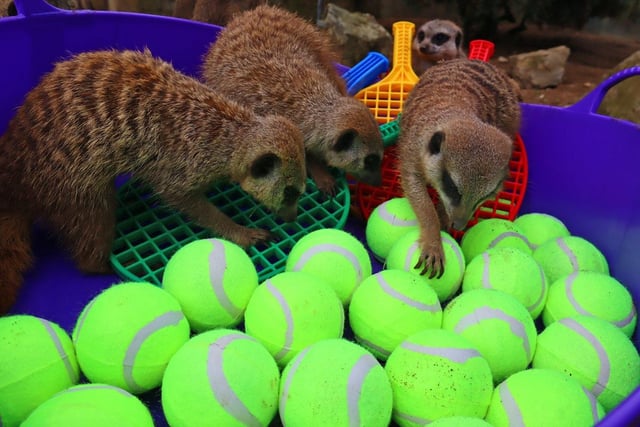 The meerkats dove into a tennis-themed ball pit.