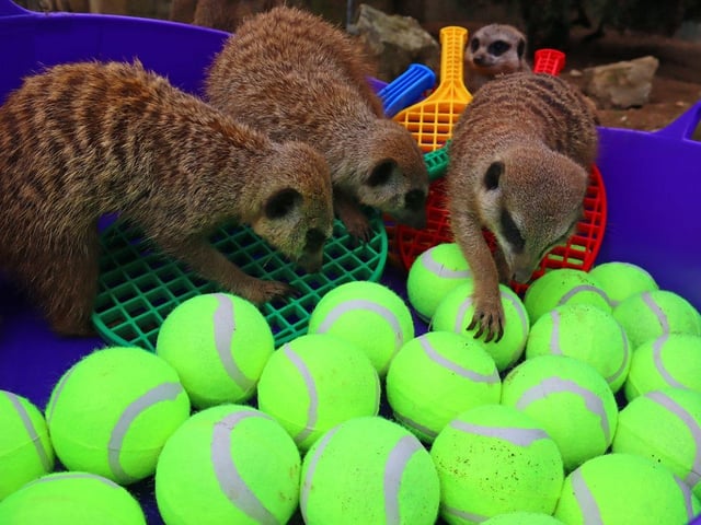 The meerkats dove into a tennis-themed ball pit.