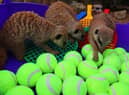 The meerkats dove into a tennis-themed ball pit.