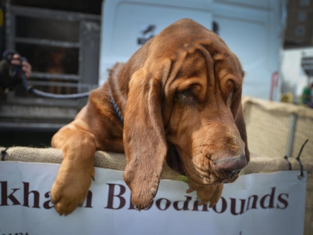 Bexhill Horse & Dog Show 2024. Coakham Bloodhounds.