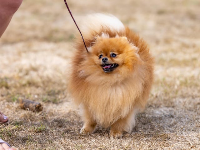 A Pomeranian puppy at The Emsworth Show