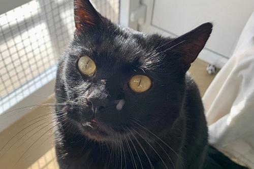 Shadow is a confident and cheeky gentleman who is looking for patient owners, who will allow him the time he needs to settle into a new forever home. He has a huge amount of personality to share and loves to lick your hands to show off his love. He will need a consistent routine and an understanding home to thrive in, and is looking for a home without other pets or young children.