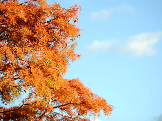 Vivid autumn colour at Sheffield Park and Garden. HR26102605 Pic Hollie Robards/Iconic Media Group
