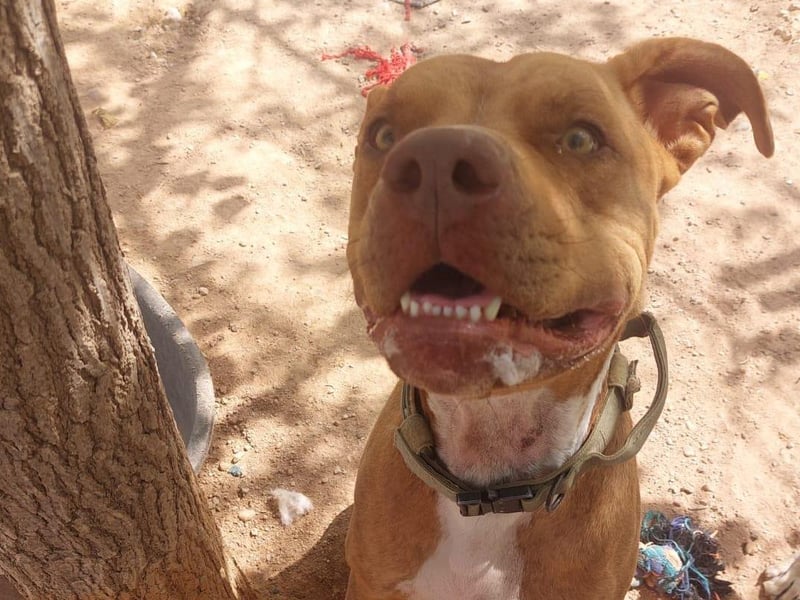 East Sussex woman set up fundraiser for pet rescue.