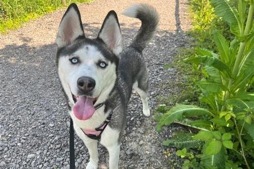 Skyla is a friendly, social youngster with very high energy. She requires owners who have experience with, or have researched, her breed's character and needs. She can be boisterous and excitable, and will need home able to meet her activity needs. She would enjoy Canicross type activity level. Skyla could possibly live with older children that are used to larger, boisterous dogs, and could live with a similar, well-matched dog. Skyla will need access to her own, adequately sized secure garden to enjoy.