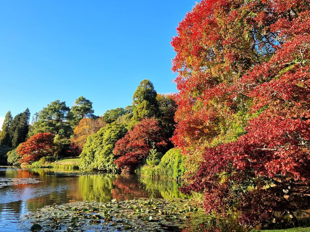 Vivid autumn colour at Sheffield Park and Garden. HR26102605 Pic Hollie Robards/Iconic Media Group