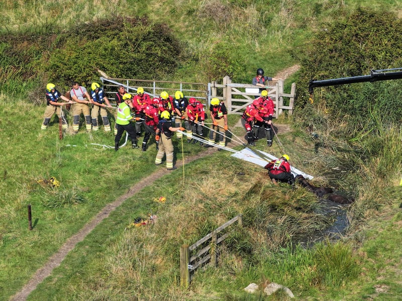 Horse who fell in ditch rescued by West Sussex and Surrey fire crews