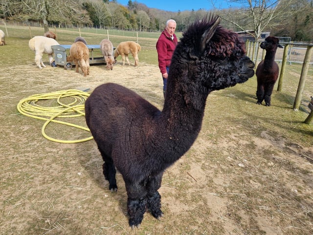 Peta and Bruce Ives believe they were the first people in the world to offer alpaca walking to the public