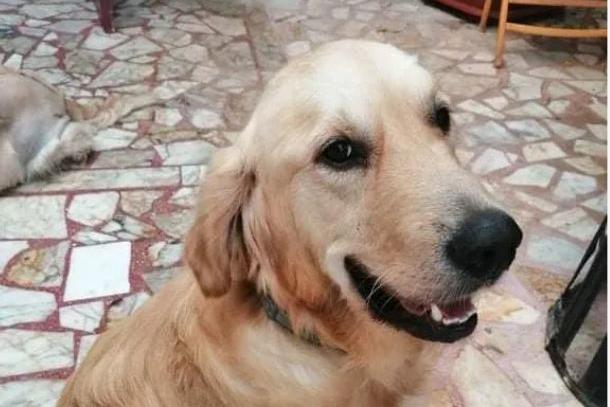 Rory was saved from a public pound and when Happy Paws found him he was frightened and confused. He’s now happy and healthy in his forever home.