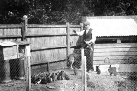 Feeding the rabbits at Rustington Convalescent Home around 1905. The home also kept chickens and pigs.