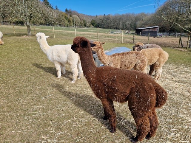 Peta and Bruce Ives believe they were the first people in the world to offer alpaca walking to the public