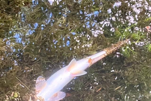 A dead fish in one of the sections of the Ems that still has water Picture: Greening Westbourne