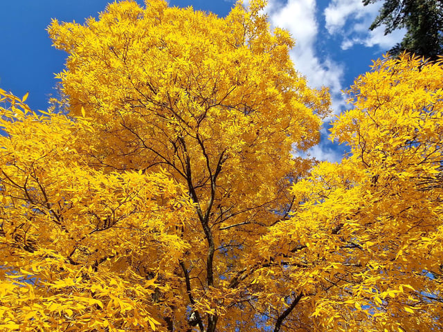 Vivid autumn colour at Sheffield Park and Garden. HR26102605 Pic Hollie Robards/Iconic Media Group