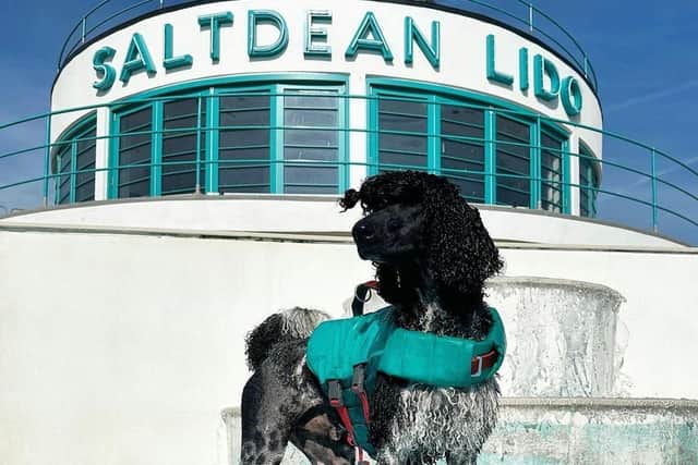 Sebastian at Saltdean Lido - Helen Kirby/ Animal News Agency