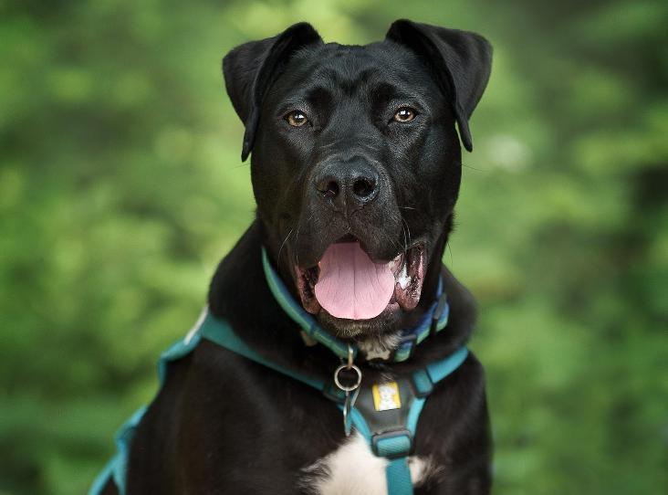 Figgy is a cheeky, goofy boy who is adored by everyone at the centre, the RSPCA said. Sadly, as a puppy, he was found abandoned in a cardboard box along with his siblings and had ringworm. This has sadly meant he has spent a lot of time at the kennels in the isolation unit until he was clear. The RSPCA is looking for an experienced home who will understand his breed and are willing to follow his exercise plan to build up muscle. He is waiting for his family who understands that despite being a big bouncy boy he is also a very sensitive soul who needs time and support to learn about the big wide world. Figgy requires an owner who is keen to continue his reward-based training and 'really bring out the best in him'.