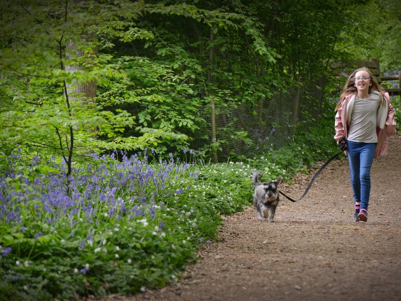 Arlington Bluebell Walk 2022 at Bates Green Farm, Tye Hill Road.