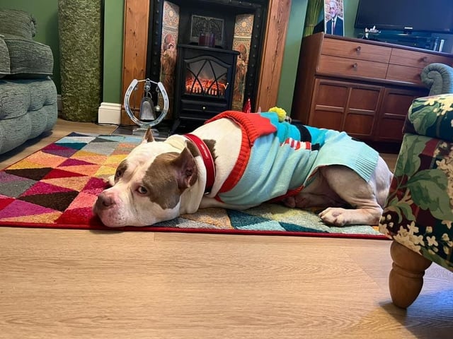 Tors Head, from Worthing, has shared this picture of her foster dog, Yaho, who will be going to his forever home on Boxing Day!