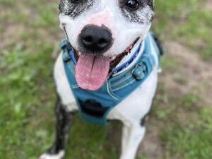 Roscoe is a very friendly, enthusiastic boy who loves attention. He knows sit, his name and paw on command and walks quite well on the lead. He can be very playful and when over excited, overwhelmed or frustrated can be mouthy and may jump up. This mostly occurs when he sees other animals (or anything that worries him) on walks. Roscoe enjoys playing with toys, especially soft squeaky or raggy ones. The RSPCA said Roscoe is a typical, sensitive staffie who is worried by loud noises. Due to his past, he is worried by other dogs and will need walks in quiet areas and patient owners. He also finds it hard to relax in new places so he will need plenty of time to settle in his new home.