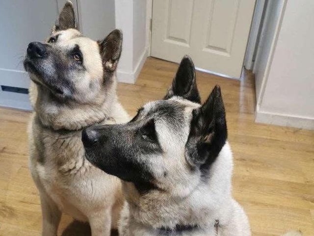 Luna and Kenshi were due to be euthanised when Rescue Remedies stepped in to save them, according to the charity. They are described as lovely, sweet dogs, who are friendly with both people and other canines. The pair 'rely on each other' and are seeking a home together. The charity said they are easy to manage and sleep well through the night. At home, they are 'non-destructive' and 'very chilled out'. The charity said they are quite happy to just plod about doing their own thing.