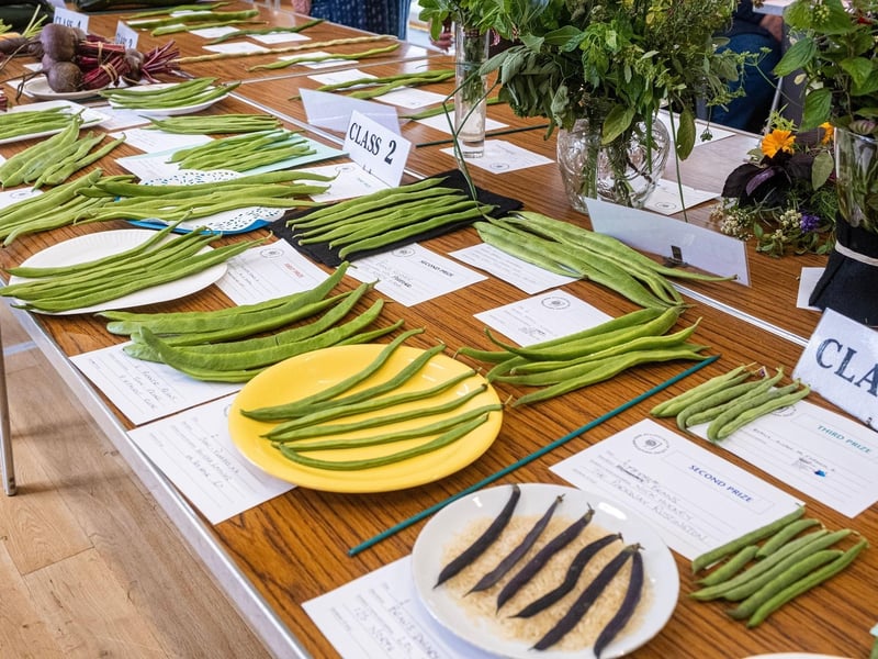 Runner beans at the East Preston and Kingston Horticultural Society’s annual flower show