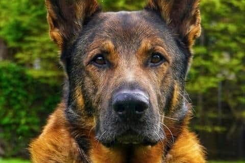 Bear, a retired police dog, found a vulnerable man police were searching for in Eastbourne. Picture courtesy of Sussex Police