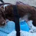 Bear, a retired police dog who worked as an explosives detection dog at London Gatwick, is being treated by vets in West Sussex after undergoing emergency surgery to remove a large part of his intestines after a blanket blocked his gut. Picture courtesy of the Thin Blue Paw Foundation