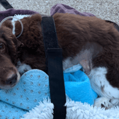 Bear, a retired police dog who worked as an explosives detection dog at London Gatwick, is being treated by vets in West Sussex after undergoing emergency surgery to remove a large part of his intestines after a blanket blocked his gut. Picture courtesy of the Thin Blue Paw Foundation