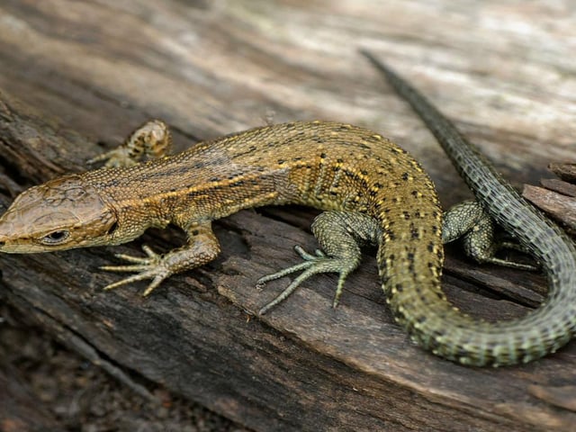 The latest Mansfield nature reserve to focus on in our 'Things To Do' feature is Oak Tree Heath, which is one of the few remaining areas of lowland heathland in the county. Located off Jubilee Way South, it comprises more than 27 acres and dates back to medieval times. The reserve is regarded as an important refuge for wildlife and boasts a thriving reptile population, with more than 60 sightings of the common lizard recorded. It is also home to a wide range of birds and insects