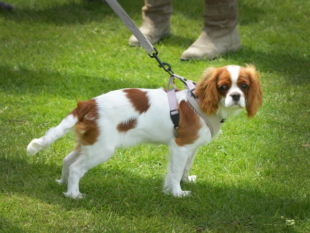 Bexhill Horse & Dog Show 2024.