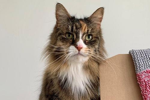Mimi loves getting affection from the staff and volunteers at Wadars. She was a little stressed when she first arrived at the rescue, but slowly gained her confidence in the cattery and is now a very loving cat. She is looking for a quiet home without children or other animals.