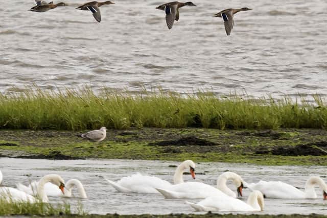 Chichester Harbour Conservancy has reported that several swans have been found dead in the Fishbourne channel.