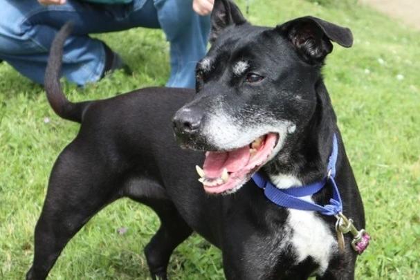 Missy is a 'delightful' older lady who unfortunately found herself in kennels when she should have been settling down into her retirement years. She would prefer a home with no other dogs, as she can be wary of them, and could live with children aged above 14. She is housetrained, knows a few commands and loves her walks. She loves attention and will be an 'awesome' companion, according to Arundawn. She cannot be tested around cats.
