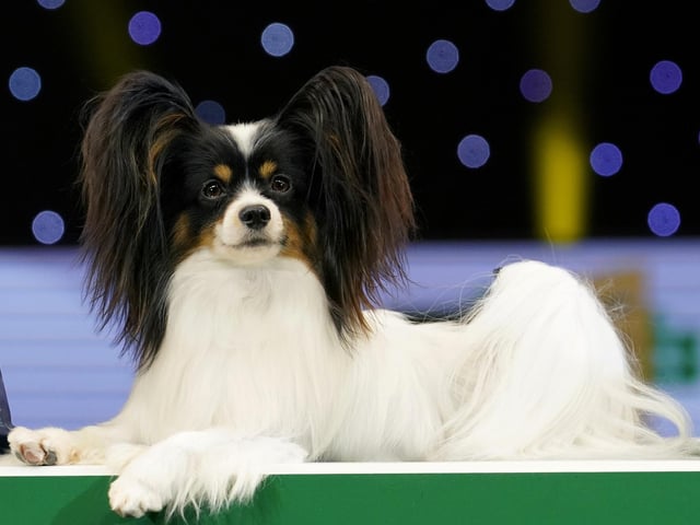 The Papillon is a small, friendly toy dog with a fine-boned structure. They are known to be happy and alert little dogs that are not shy or aggressive. Papillons are a happy breed whether living in an apartment, out in the country or anywhere in between. They love to play outdoors, but they can be easily entertained and exercised indoors as well.
