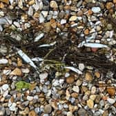The whitebait reportedly washed ashore ‘along the whole beach’ at Bracklesham Bay. Photo: Eddie Mitchell