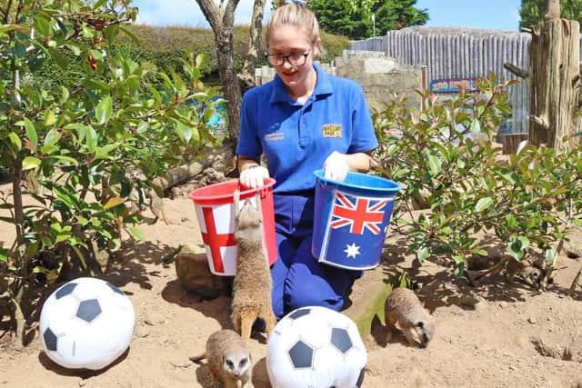 Sussex's Mystic Meerkats. Picture from Drusillas Park