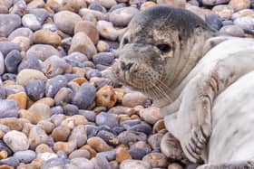 A baby seal was born by Splash Point on Seaford Beach