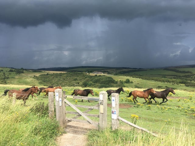Storm spooks horses - taken near Devil's Dyke - by Ian Currie