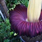 The work's stinkiest flow - A titan arum at Kew Gardens' Princess of Wales Conservatory