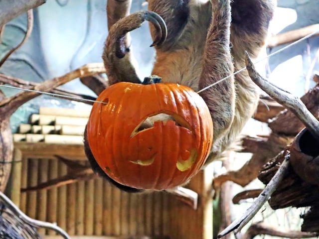 Drusillas Park's ‘pumpkin head photoshoot challenge’