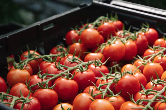British tomatoes are back on shop shelves
