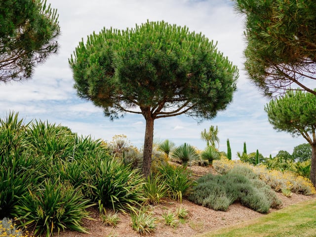 Architectural Plants