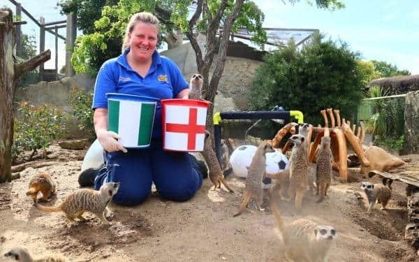 With England through to the Round of 16 after a spectacular 6-1 defeat against China, the meerkats have now spoken on Monday’s match against Nigeria, and they are going for an England win. Picture: Drusillas