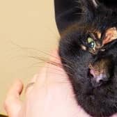 Figures released by the RSPCA as part of its Cancel Out Cruelty campaign have revealed 483 cat cruelty complaints were made in Sussex last year. Picture: RSPCA