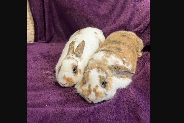 They came into ERGPR as their previous owner was unable to look after them anymore.  They are very friendly and easy to handle. Love their food.