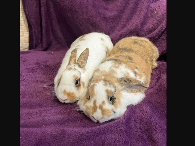 They came into ERGPR as their previous owner was unable to look after them anymore. They are very friendly and easy to handle. Love their food.