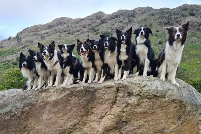 Ashley Carter's pack of Collies on holiday at the Lake District.