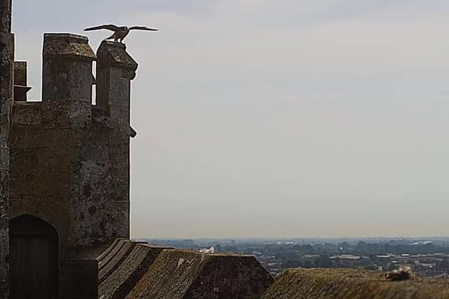 One of the chicks tests its wings on top of the turret on Friday morning