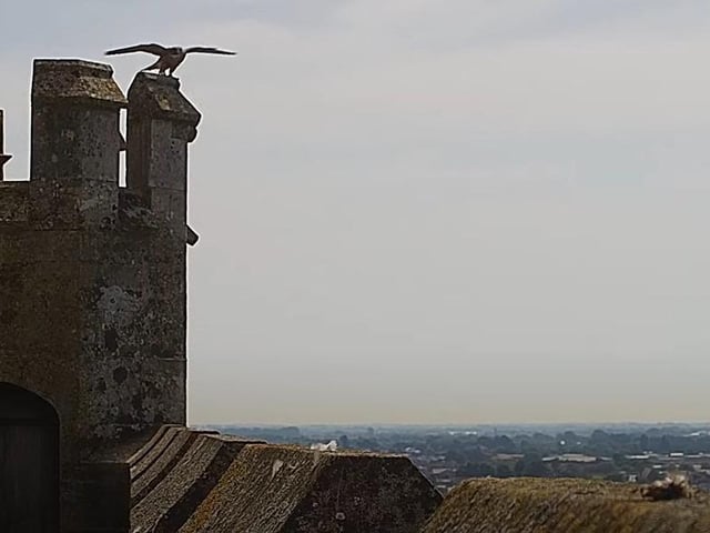 One of the chicks tests its wings on top of the turret on Friday morning
