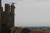 One of the chicks tests its wings on top of the turret on Friday morning